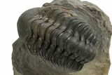 Detailed Reedops Trilobite - Atchana, Morocco #325879-3